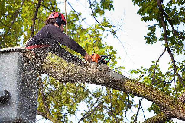 How Our Tree Care Process Works  in  Milan, IN